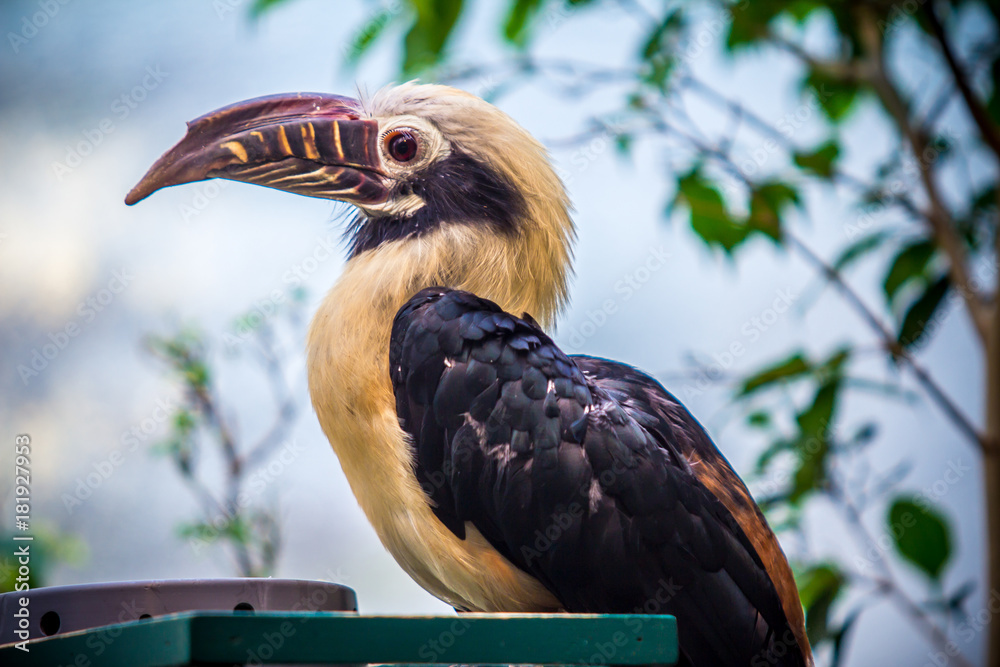 Obraz premium Toucan, Big beak bird