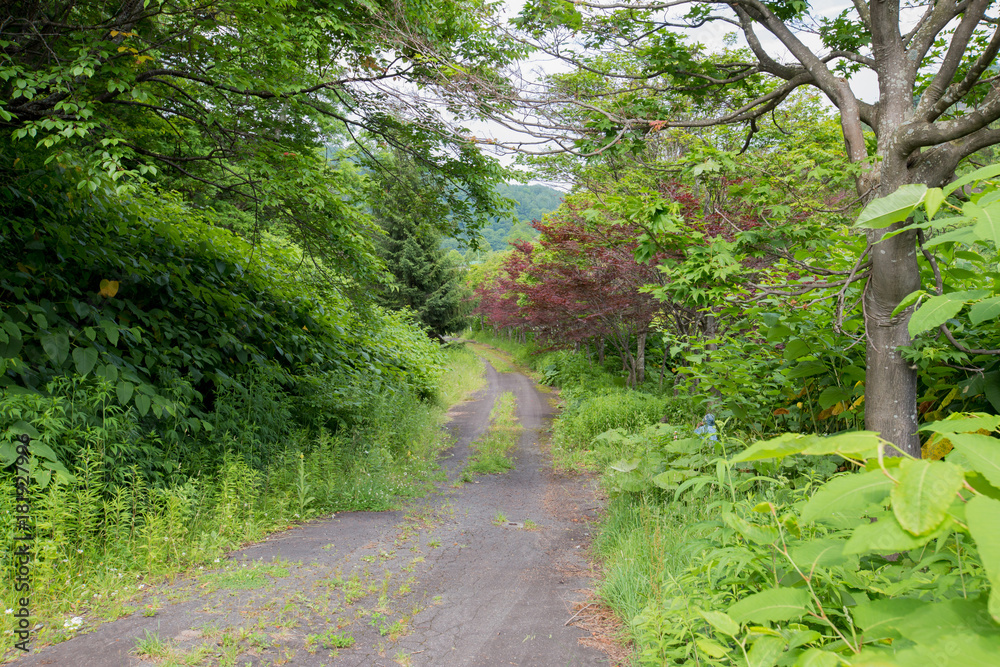 Fototapeta premium 森の中