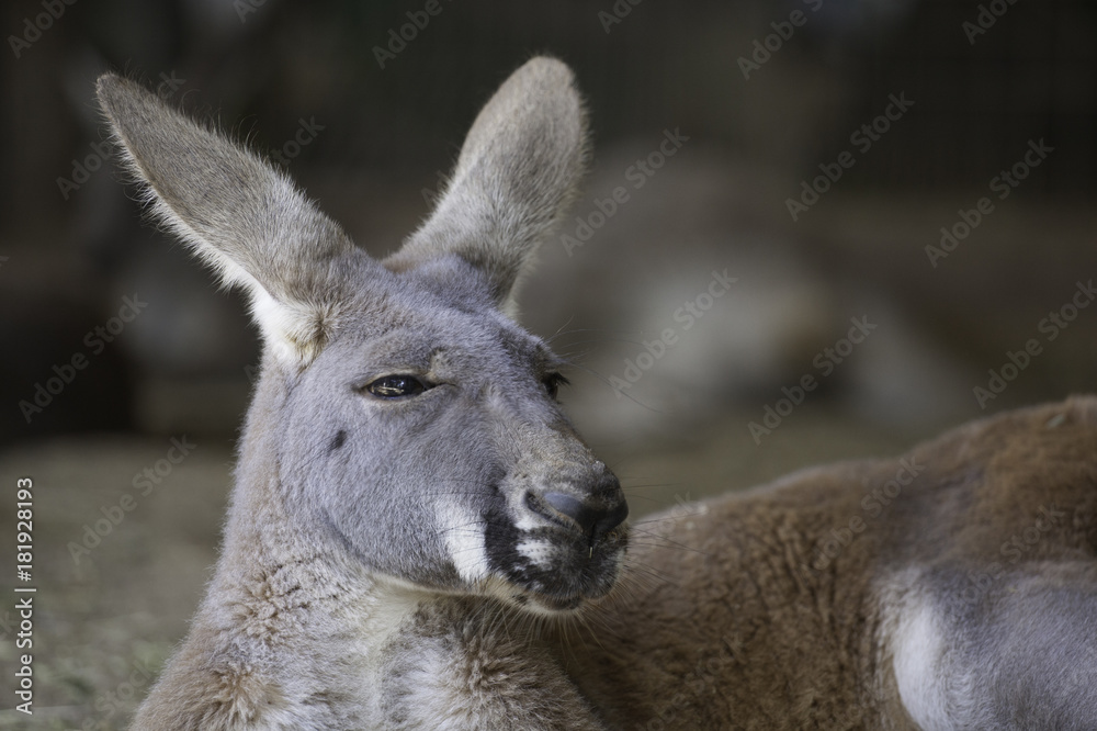 Kangourou géant au repos dans son troupeau . Mâle kangourou gris allongé dans le désert d'Australie.