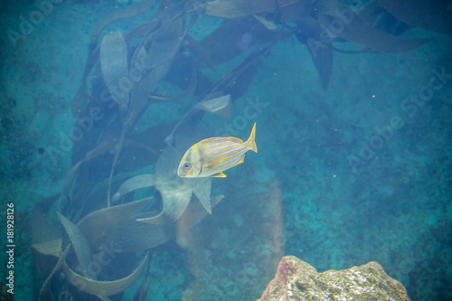 Fishes in aquarium