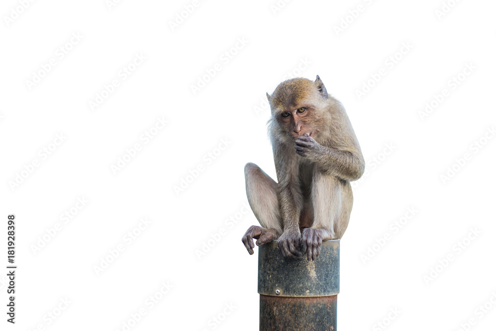 Fototapeta premium Isolated monkey sitting on a steel