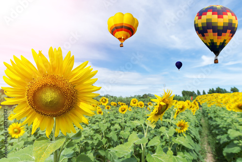 Landscape with sunflowers and a balloon at sunset..Balloons over sunflower plantations.