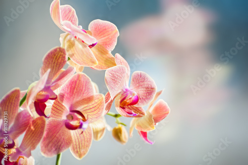 Macro image of pink orchid flower  selective focus