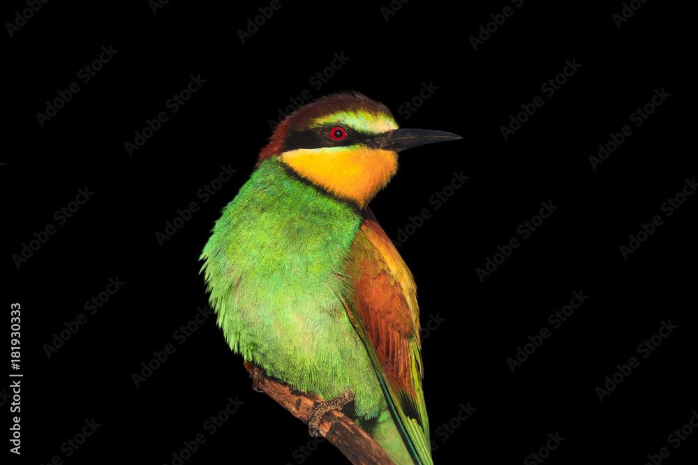 Obraz premium Christmas bird isolated on black background