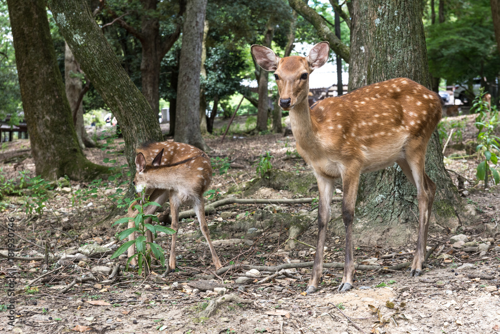 Two small deer without horns walk through the forest. Full-grown, close-up view