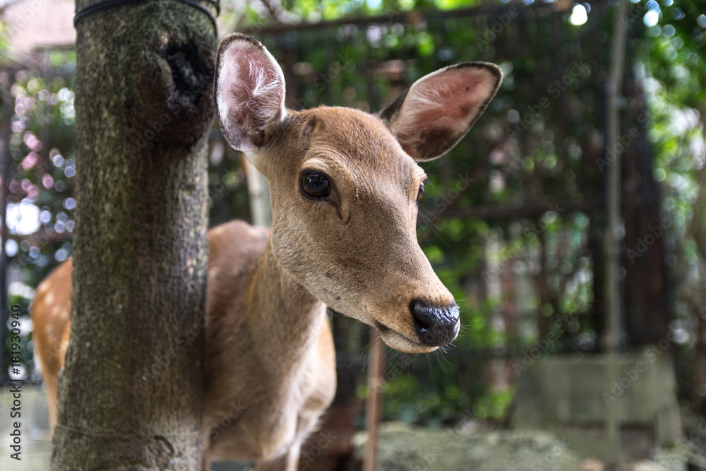 A small deer without horns walks on the street close up