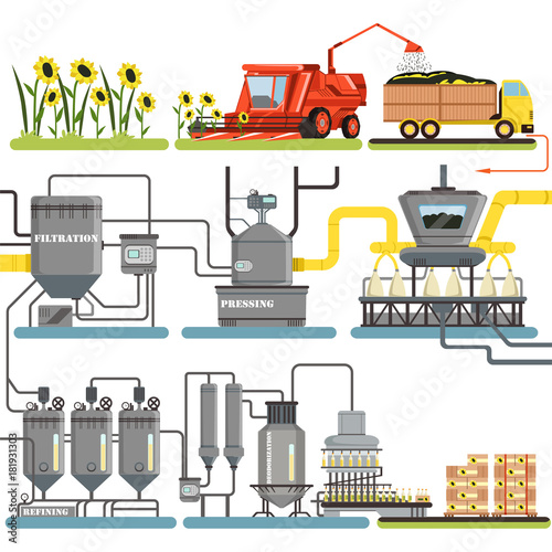 Sunflower oil production process stages, harvesting sunflowers and packing of finished products vector Illustrations