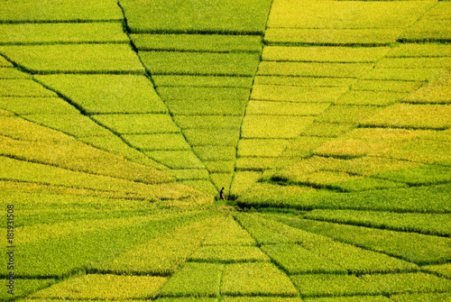 Lone farmer at center of a lingko, a communal rice field shaped like a spiderweb, Cancar, Flores, Indonesia photo
