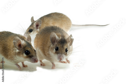 three light red spiny mouses with white bellys on a white background