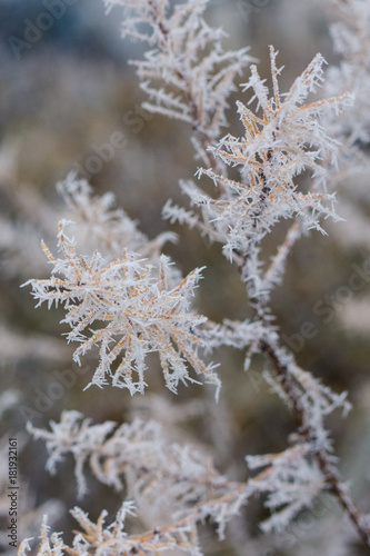 Frozen branch of autumn tree in white snowy frost