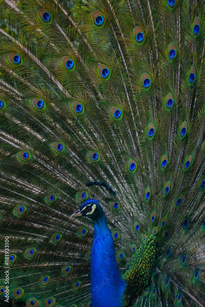 Obraz premium Peacock with feather detail