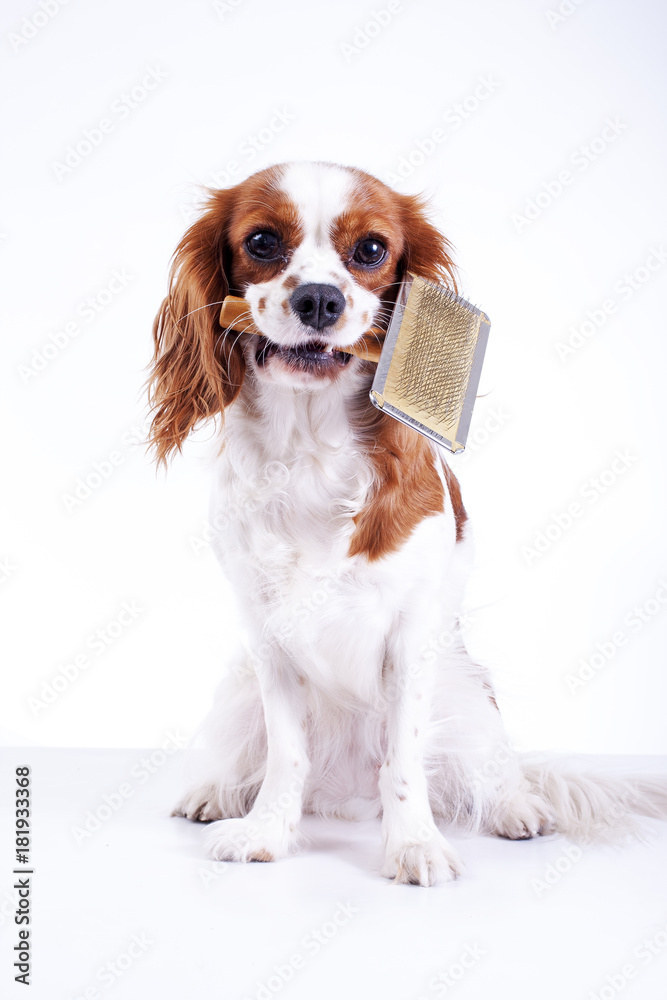 Dog with pet brush fur comb. Cute cavalier king charles spaniel dog puppy on isolated white background. Dog with fur brush. Pet brush.