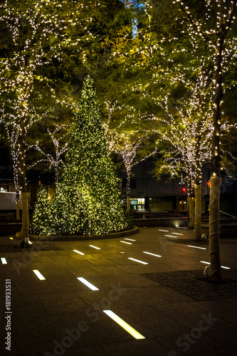 Christmas Trees Zuccotti Park photo