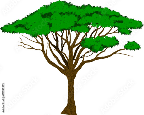 Vector Large african Acacia tree