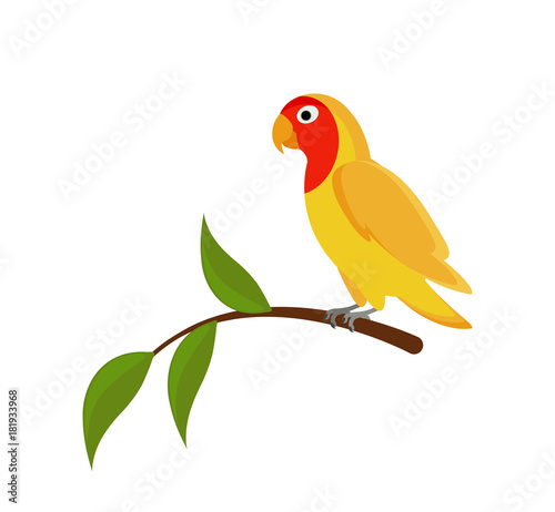 Yellow Lovebird on a branch