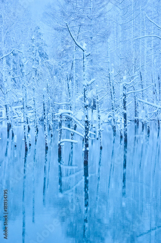 雪の降った美瑛白金の青い池
