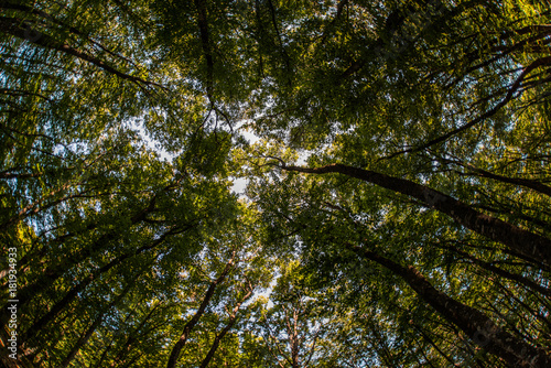 Beauty nature forest landscape