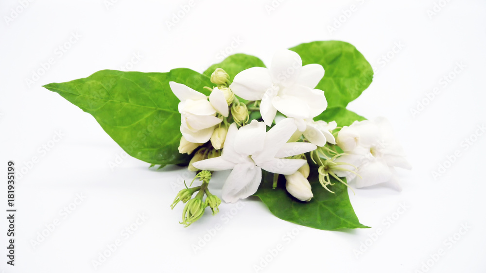 White jasmine flowers isolated on white background.