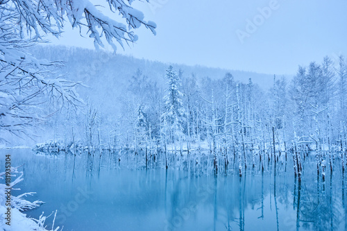 凍り始めた美瑛白金の青い池
