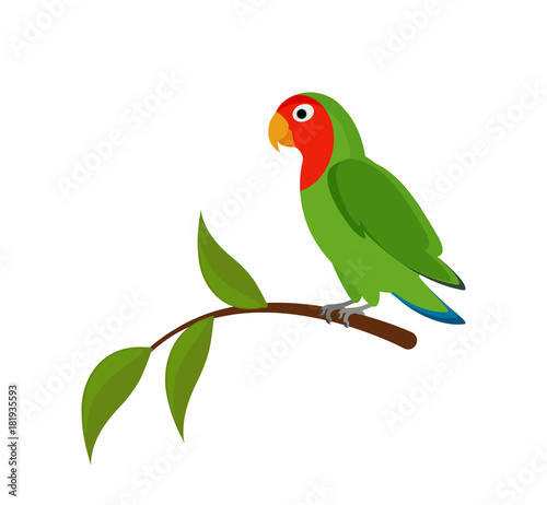 Green Lovebird on a branch