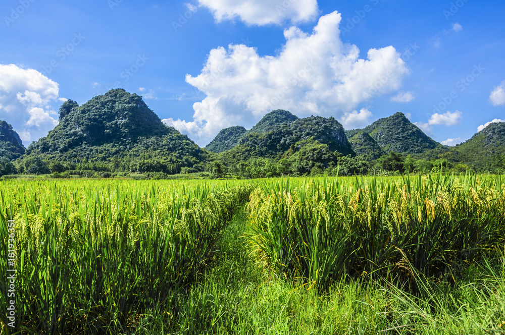 The rice fields and countryside scenery in summer