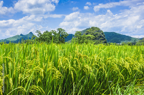 The rice fields and countryside scenery in summer