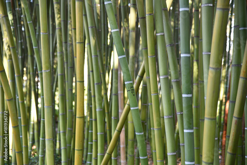 Bambous verts en   t   au ajrdin