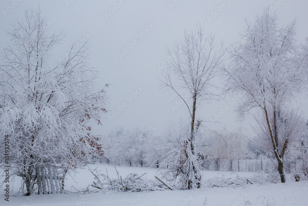 Fototapeta premium Snowy winter forest landscape