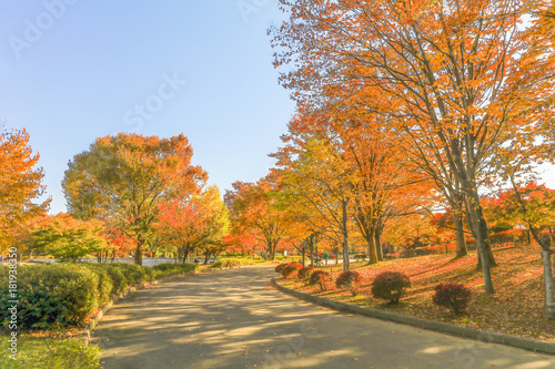  Japan autumn   Beautiful autumn leaves of Obuse park  Nagano Prefecture Japan.