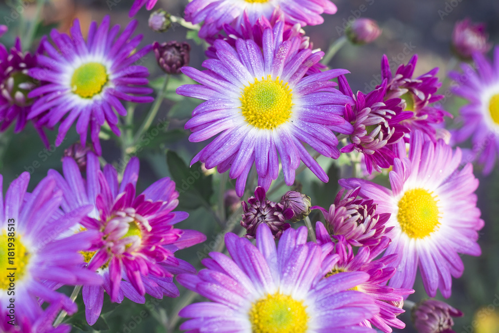 Fototapeta premium chrysanthemum in bloom