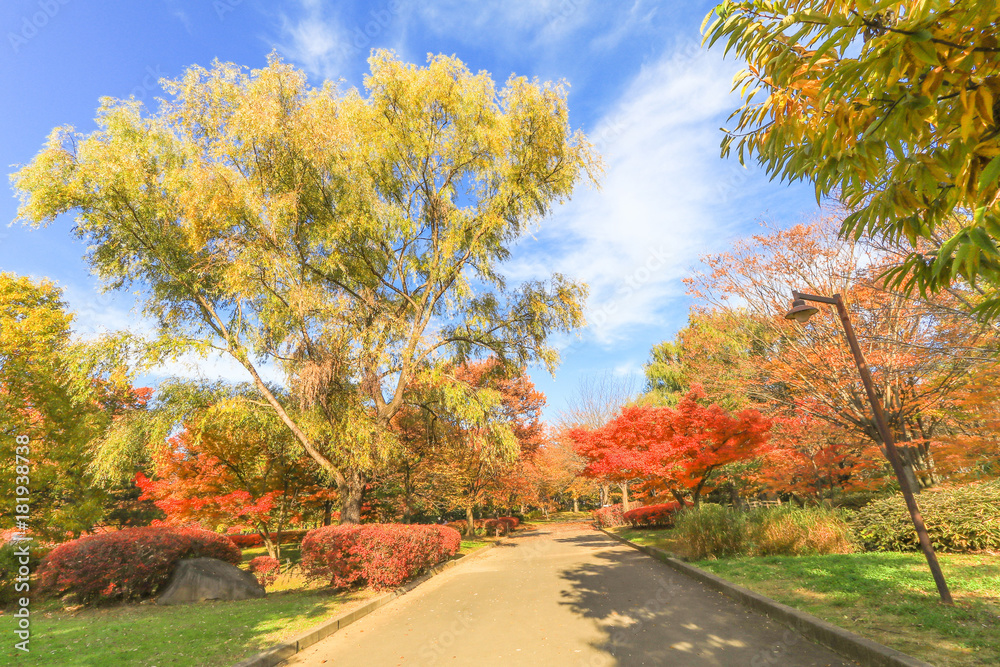 Japan autumn , Beautiful autumn leaves of Obuse park ,Nagano Prefecture,Japan. Japan autumn , Beautiful autumn leaves of Obuse park ,Nagano Prefecture,Japan.
