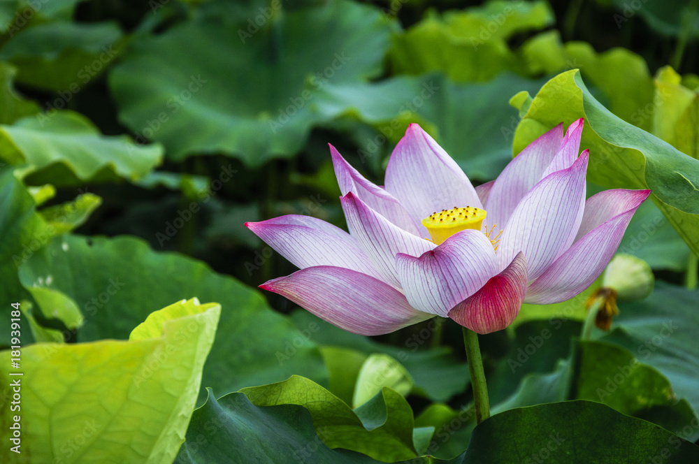 The beautiful blossoming lotus flower closeup in summer The beautiful blossoming lotus flower closeup in summer