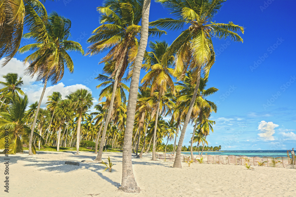 Obraz premium Tropical background