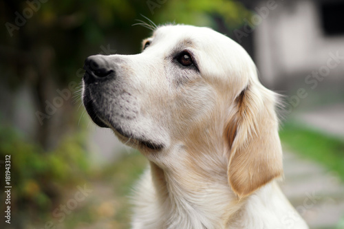 Close-up of a cute golden retriever dog looking up