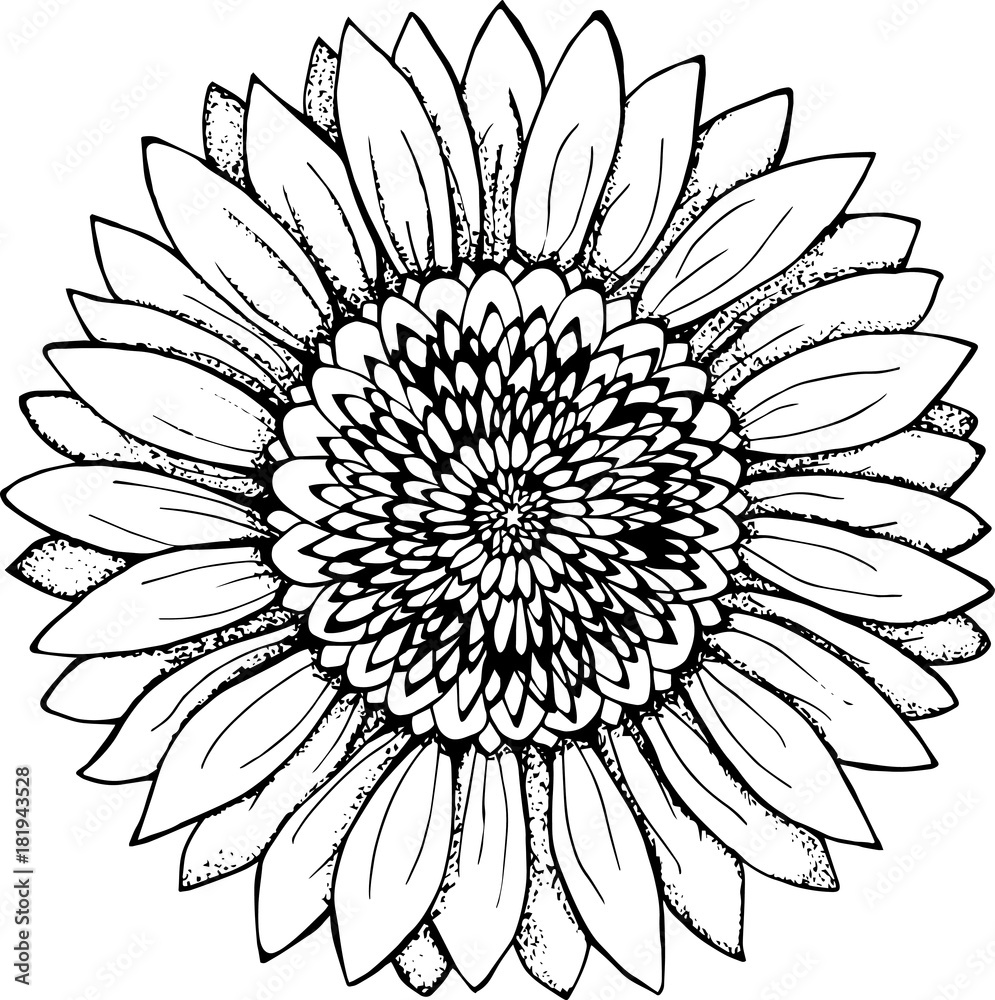 Black and white picture of a sunflower. Flower illustration Black and white picture of a sunflower. Flower illustration