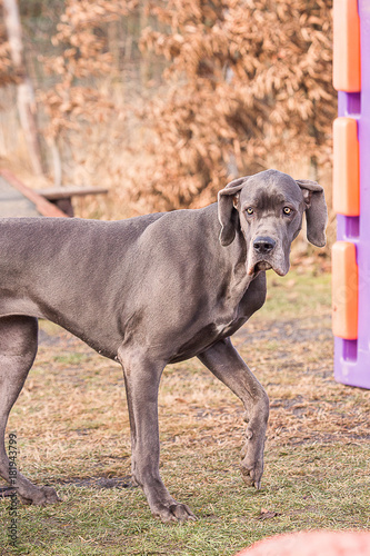 greatdane dog in obedience contest in belgium