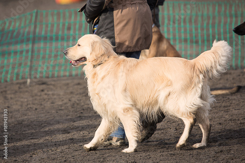golden retrievers dog in obedience contest in belgium