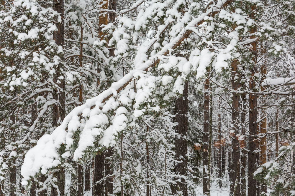 Fototapeta premium Branch of tree under snow