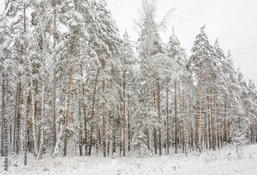 Winter Forest, Grove, Trees in the snow