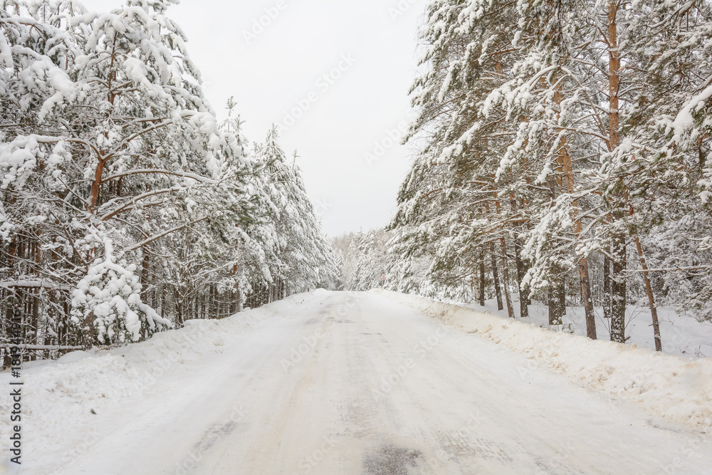 Fototapeta premium Winter Road, Trees, Snow Day