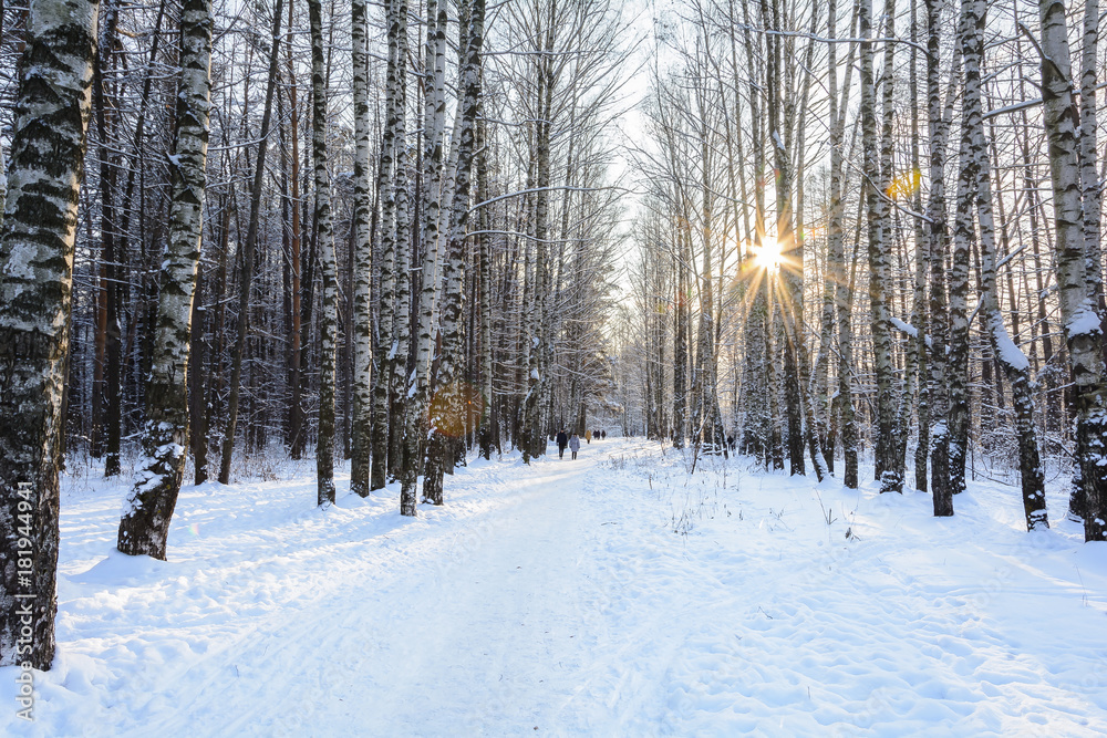 Fototapeta premium Winter Path in the Forest, Grove, Trees, Snow Day