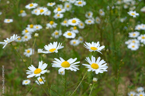  beautiful summer fresh natural landscape: a field of blooming daisy flowers