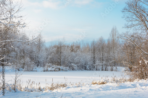 Wallpaper Mural Winter Forest, Grove, Trees in the snow, Frozen River Torontodigital.ca
