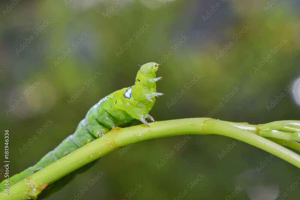 Green worm on the tree leaf