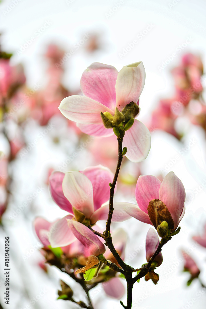 Obraz premium Magnolia