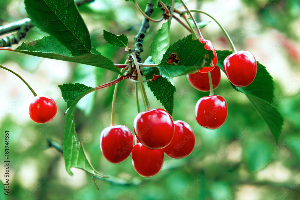 Obraz premium Cherries grow