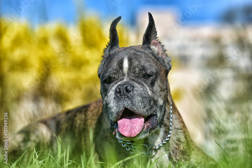 German boxer with cropped ears photo