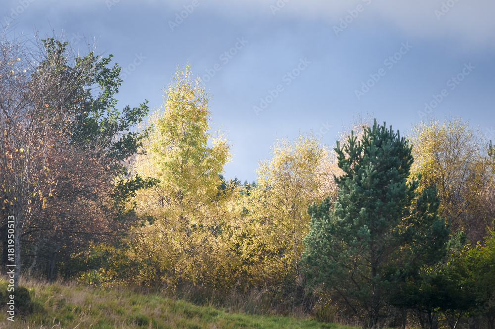 Autumn Trees / Trees illuminated in the Scottish autumnal sunshine.