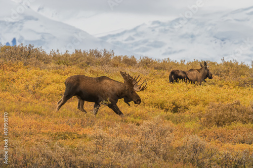 Bull and Cow Alaska Moose