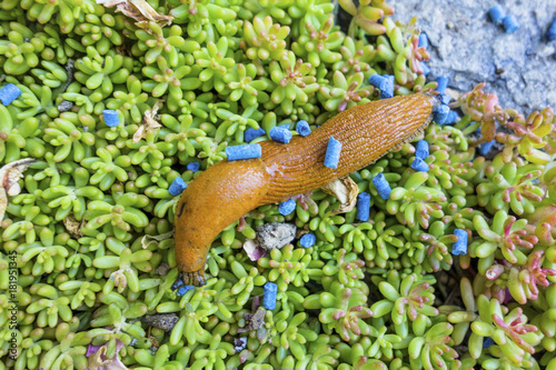slug with slug pellet